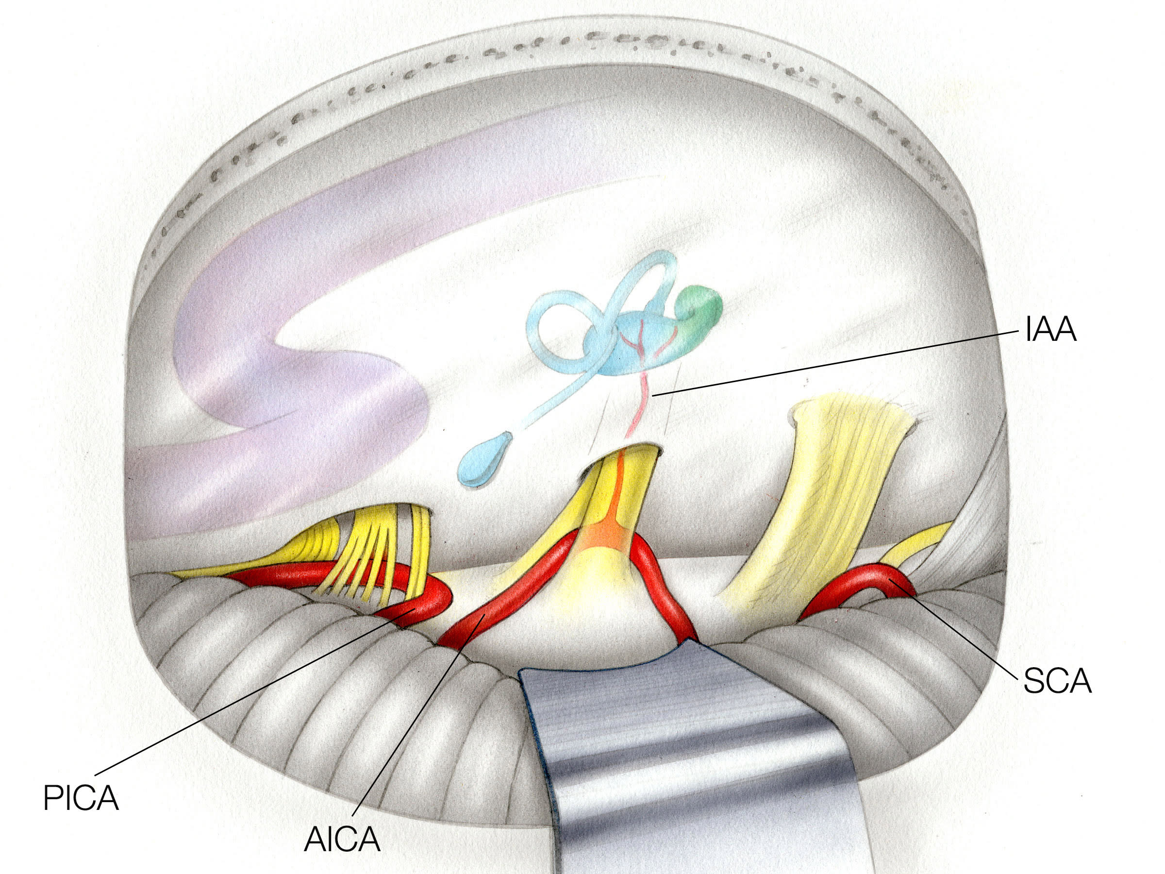 Surgical Anatomy | Jackler Collection | Volumes | The Surgical Anatomy | Jackler Collection | Volumes | The